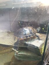 terrapin for sale  LLANNERCH-Y-MEDD