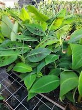 Double mahoi banana for sale  Tazewell