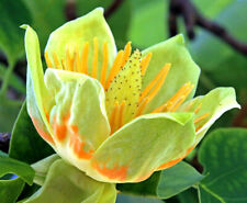 Tulip poplar seeds for sale  Saint Augustine