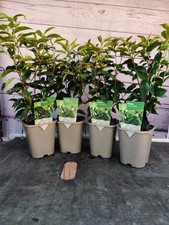 Prunus angustifolia garden for sale  HARLOW