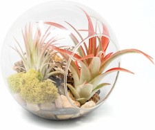 Large glass terrarium for sale  Saint Augustine