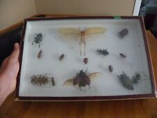 Cadre vitrine insectes d'occasion  Bordeaux-