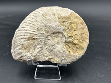 Prepped texas fossil for sale  Burleson