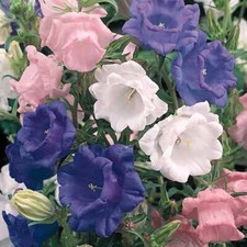 120 campanula bells for sale  Huntington Beach