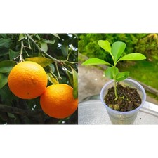 Sweet orange plant for sale  USA