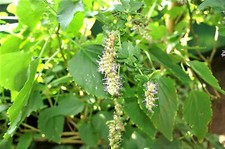 Java indian patchouli d'occasion  Expédié en Belgium