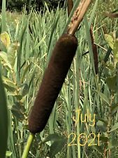 Bulrush bull rushes for sale  CARMARTHEN