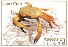 C17189 land crab for sale  LONDON