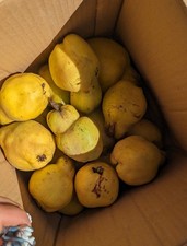 1kg freshly picked for sale  BRAINTREE