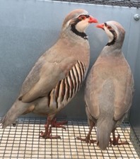 X12 chukar partridge for sale  LLANDINAM