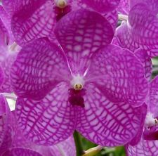Vanda coerulea pink gebraucht kaufen  Wolfsburg