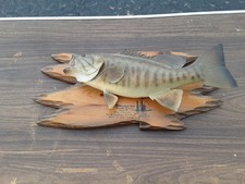 Vintage real smallmouth for sale  Wonder Lake