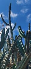 Cactus rari peruvianus usato  San Filippo del Mela