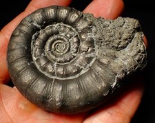 Large pyrite eoderoceras for sale  BRISTOL