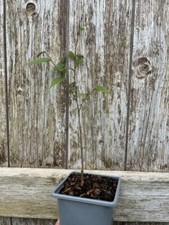 Japanese elm tree for sale  CHORLEY