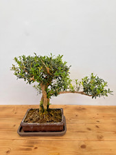 Bonsai zimmerbonsai buxus gebraucht kaufen  Böhl-Iggelheim