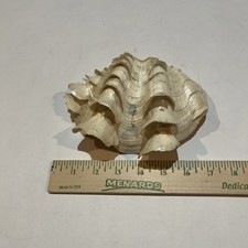 Tridacna squamosa half for sale  Grand Forks