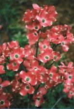 Red pygmy dogwood for sale  Ravensdale
