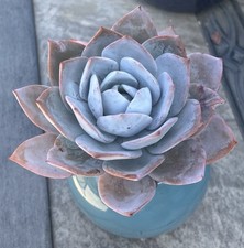 Echeveria cante live for sale  Carmel