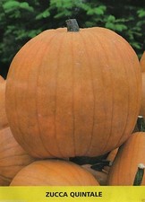 Semi zucca quintale usato  Roma