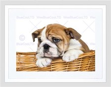Photo composition dog for sale  EDINBURGH