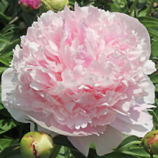 Peony edens perfume for sale  WOLVERHAMPTON