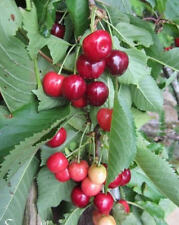 Cerisier cerise anglaise d'occasion  Metz-