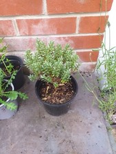 Hebe topiary plant for sale  SOUTHAMPTON