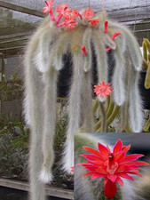 Cactus coda scimmia usato  Roma