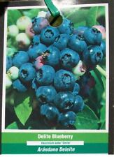 Delite blueberry plant for sale  Ben Wheeler