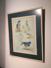 Superb starling studies for sale  BISHOP AUCKLAND