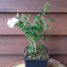 Bodendecker rose rosa gebraucht kaufen  Mönchengladbach