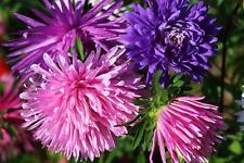 ostrich plumes for sale ostrich plumes for sale WREXHAM