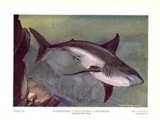 Great white shark for sale  New Providence