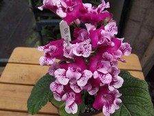 streptocarpus for sale  MAIDENHEAD