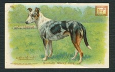 Collie smooth 1910 for sale  COLEFORD
