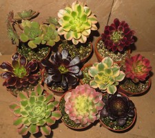 aeonium gebraucht kaufen aeonium gebraucht kaufen Falkensee