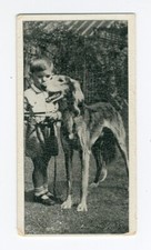Saluki carreras 1936 for sale  COLEFORD