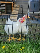 Chicken for sale  Buffalo