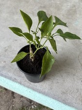 Bell pepper flowering for sale  Reddick