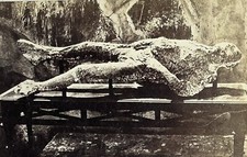 Usado, Foto com estampa de albumina Pompeia corpo gesso fundido vítima vulcânica por volta de 1860’s comprar usado  Enviando para Brazil
