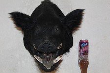 Wild boar pig for sale  Brandon
