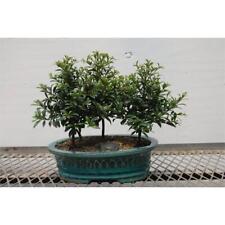 Flowering brush cherry for sale  Freeport