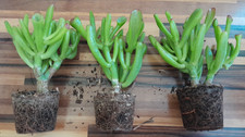 Rooted crassula ovata for sale  STOCKPORT