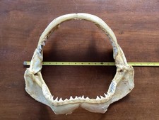 Large shark jaw for sale  Milledgeville