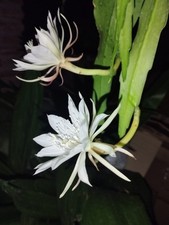 Brahma kamal queeen for sale  WEMBLEY