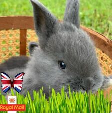Bunny grass 500 for sale  CHIGWELL