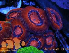 Enchanted acan colony for sale  El Mirage