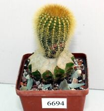 Uebelmannia eriocactoides 6694 usato  Spedire a Italy