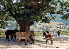 Animaux anes corse d'occasion  Fruges